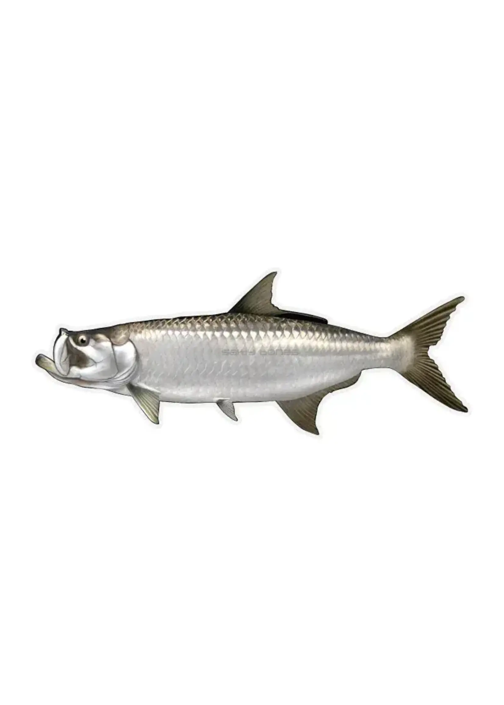 Salty Bones Tarpon Profile Fish Decal Sticker, 4.5″ x 15.75″