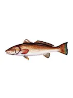 Salty Bones Redfish Profile Fish Decal Sticker, 4.5″ x 15.75″