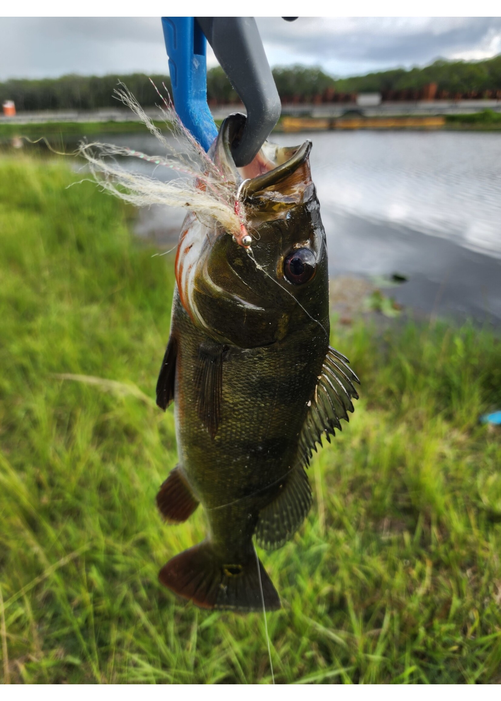 Peacock/ Largemouth Bass Flies - Variety 3pk