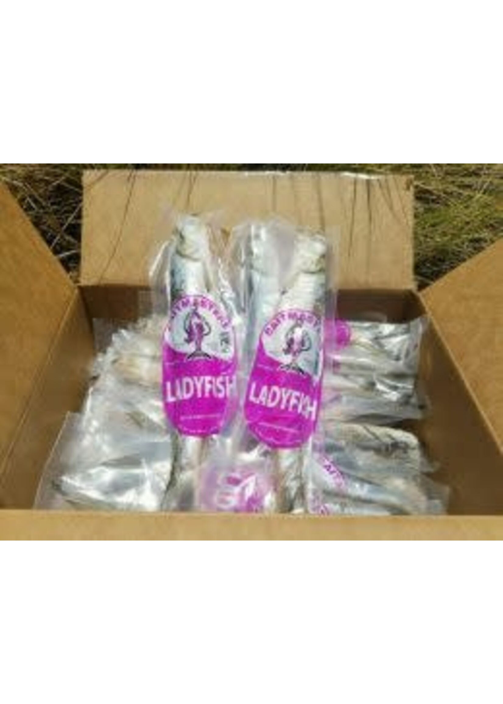 Baitmasters FULL CASE - Frozen Lady Fish - 30 - 1PK