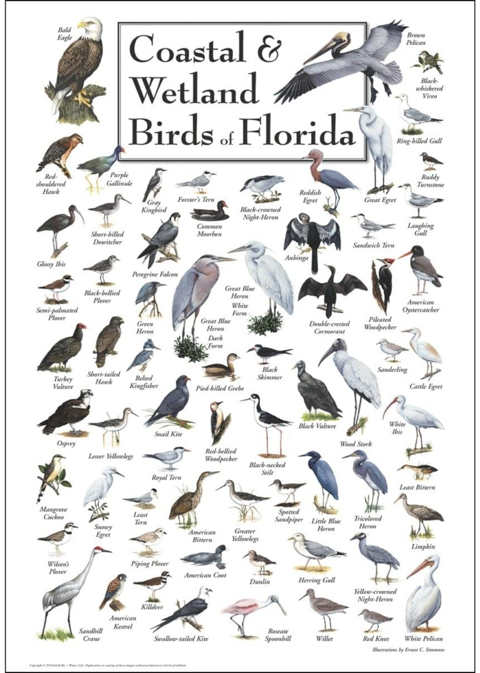 Earth Sky + Water POSTER Coastal & Wetlands Birds of FL