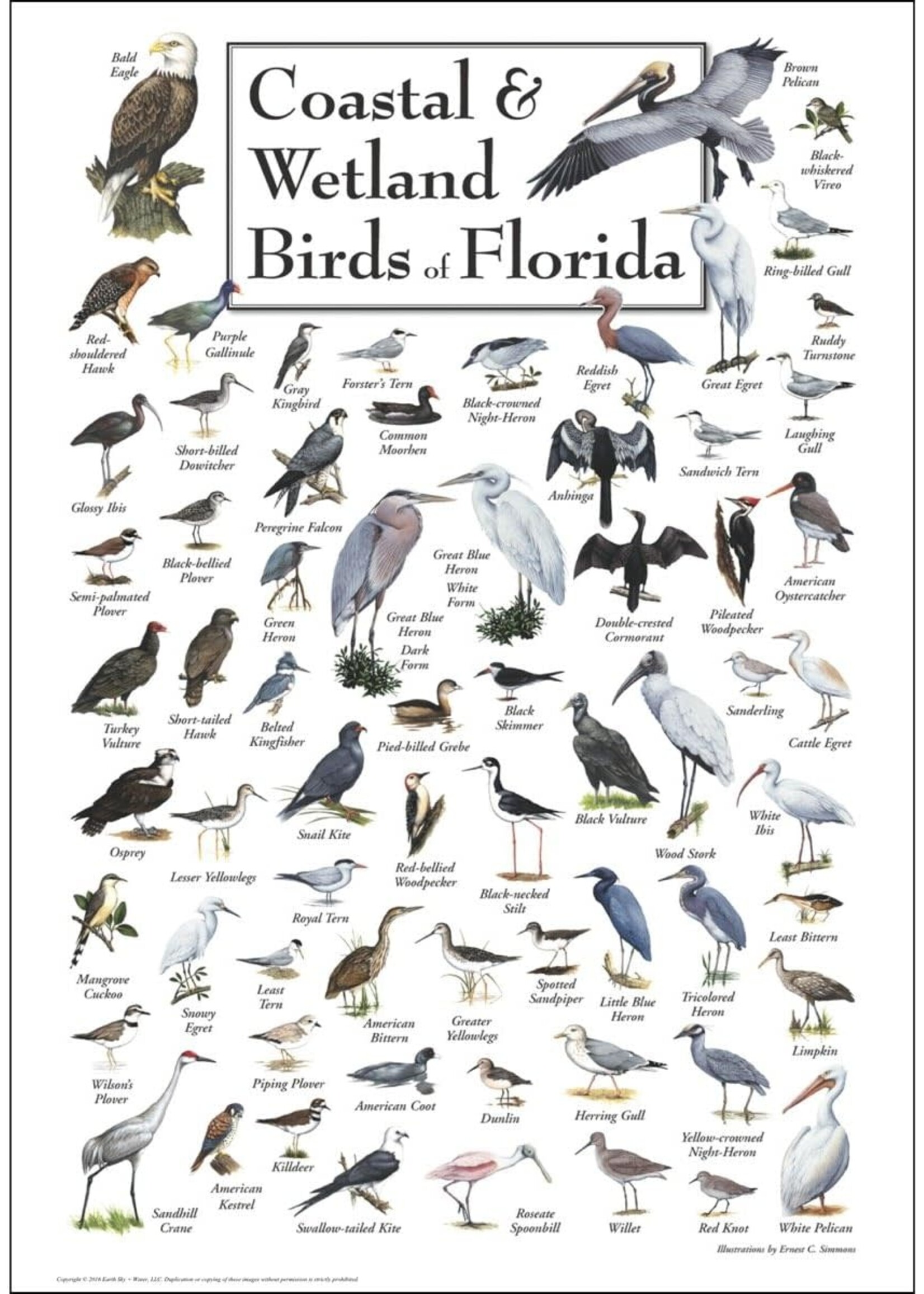 POSTER Coastal & Wetlands Birds of FL