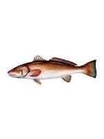 Salty Bones Redfish Profile Fish Decal Sticker, 4.5″ x 15.75″