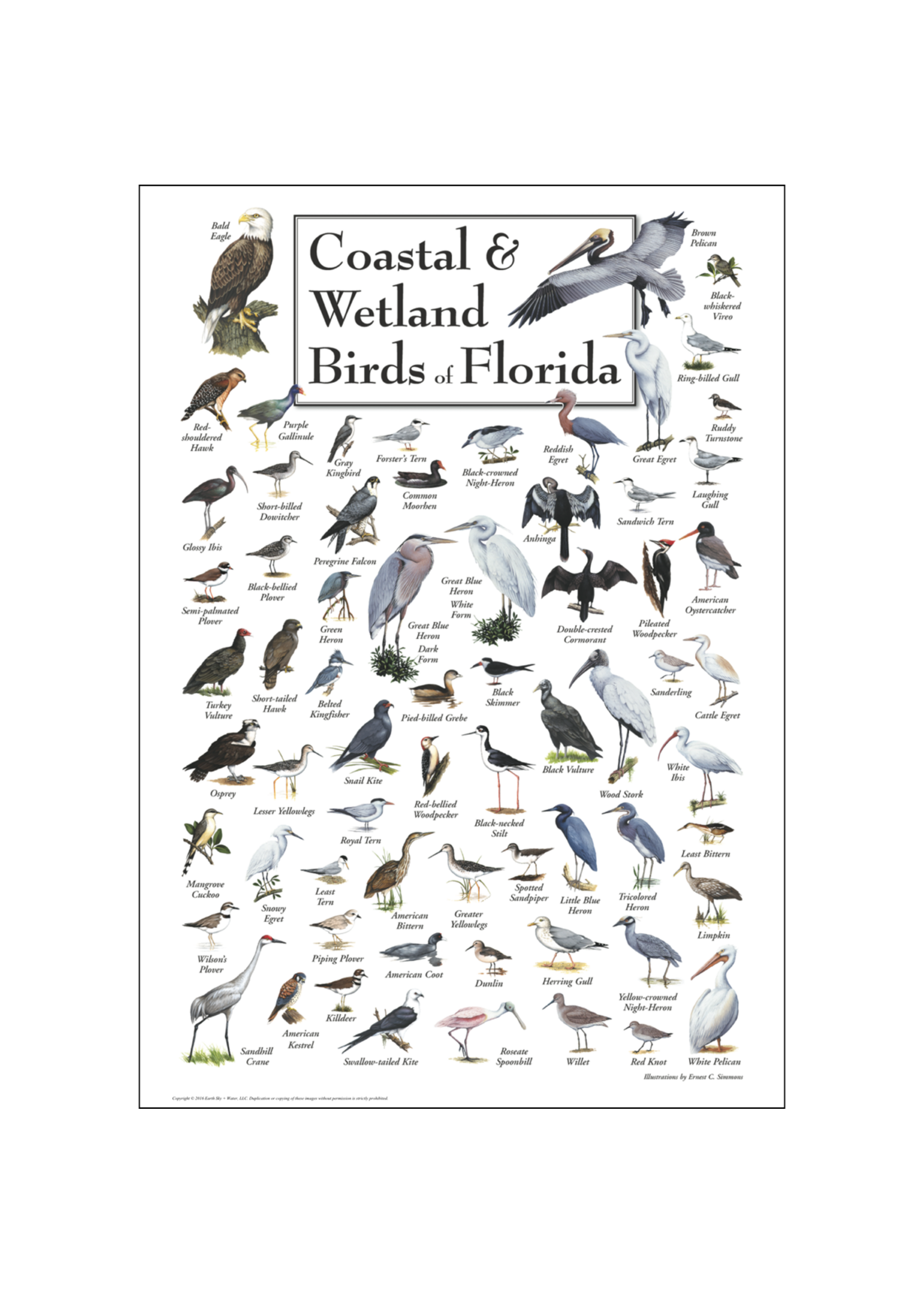 Earth Sky + Water POSTER Coastal & Wetlands Birds of FL