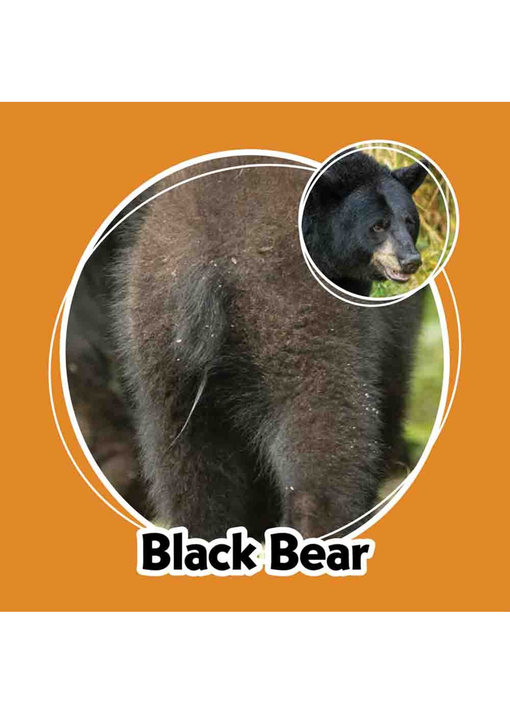 AdventureKeen Whose Butt Memory Game