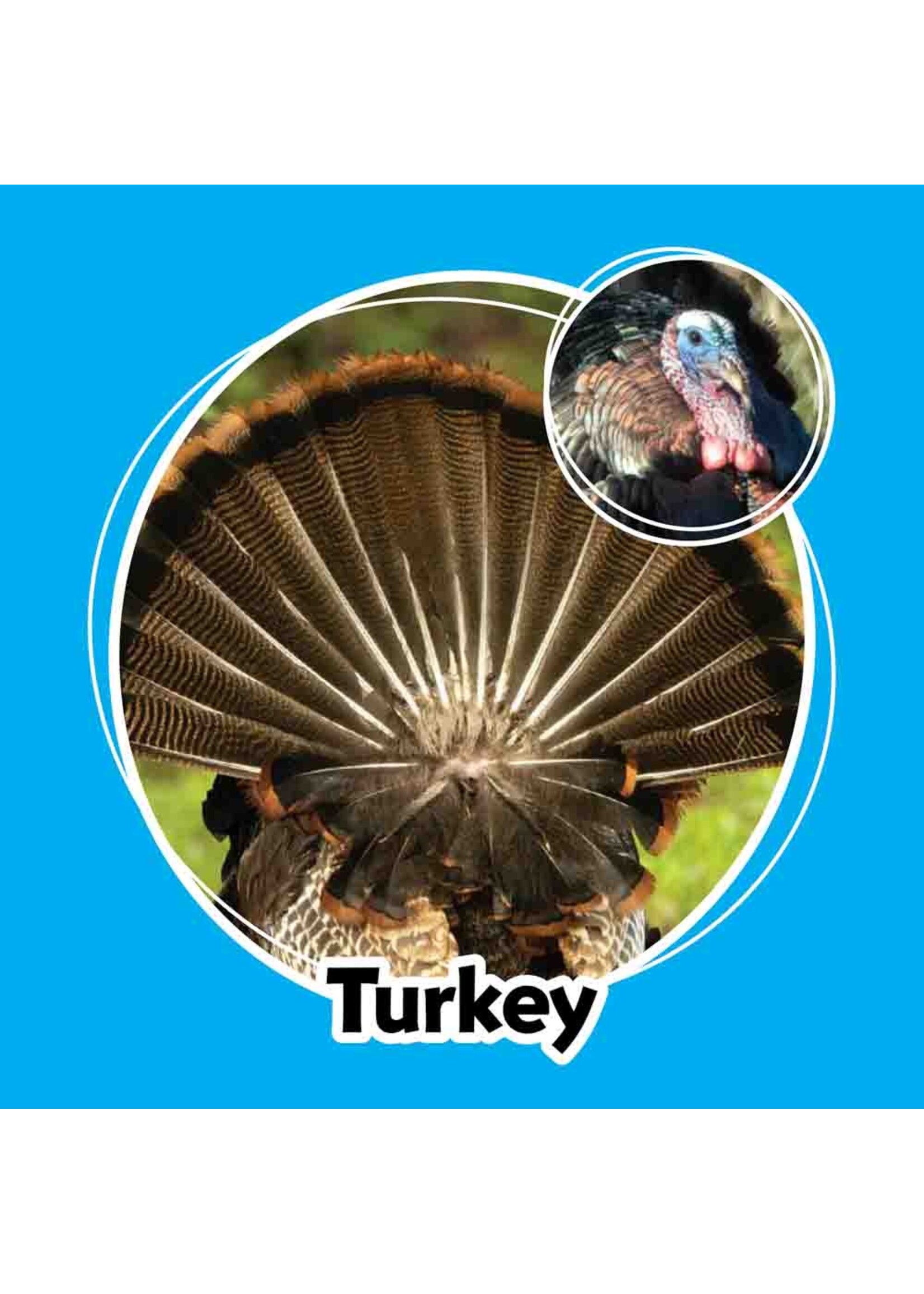 AdventureKeen Whose Butt Memory Game