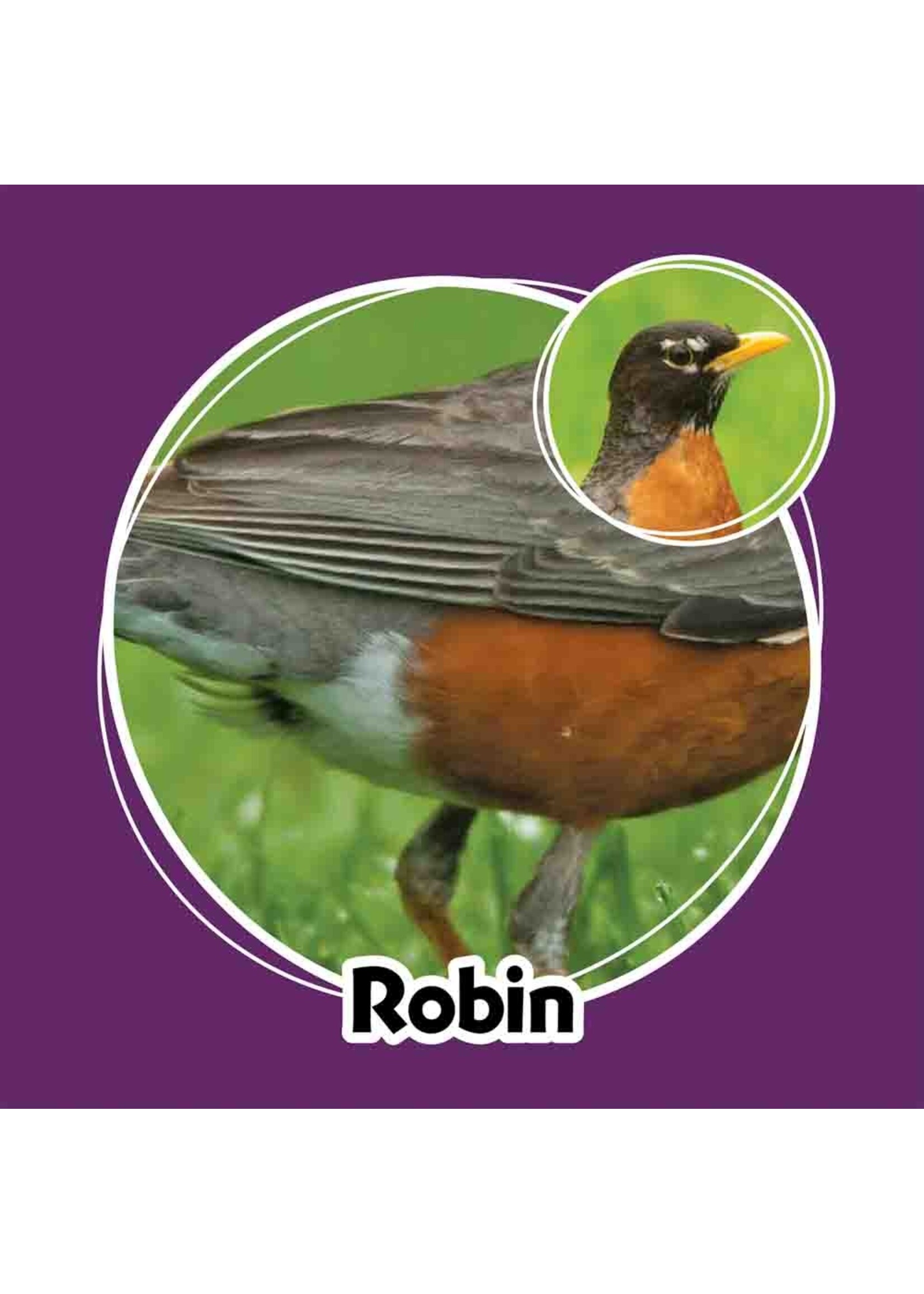 AdventureKeen Whose Butt Memory Game