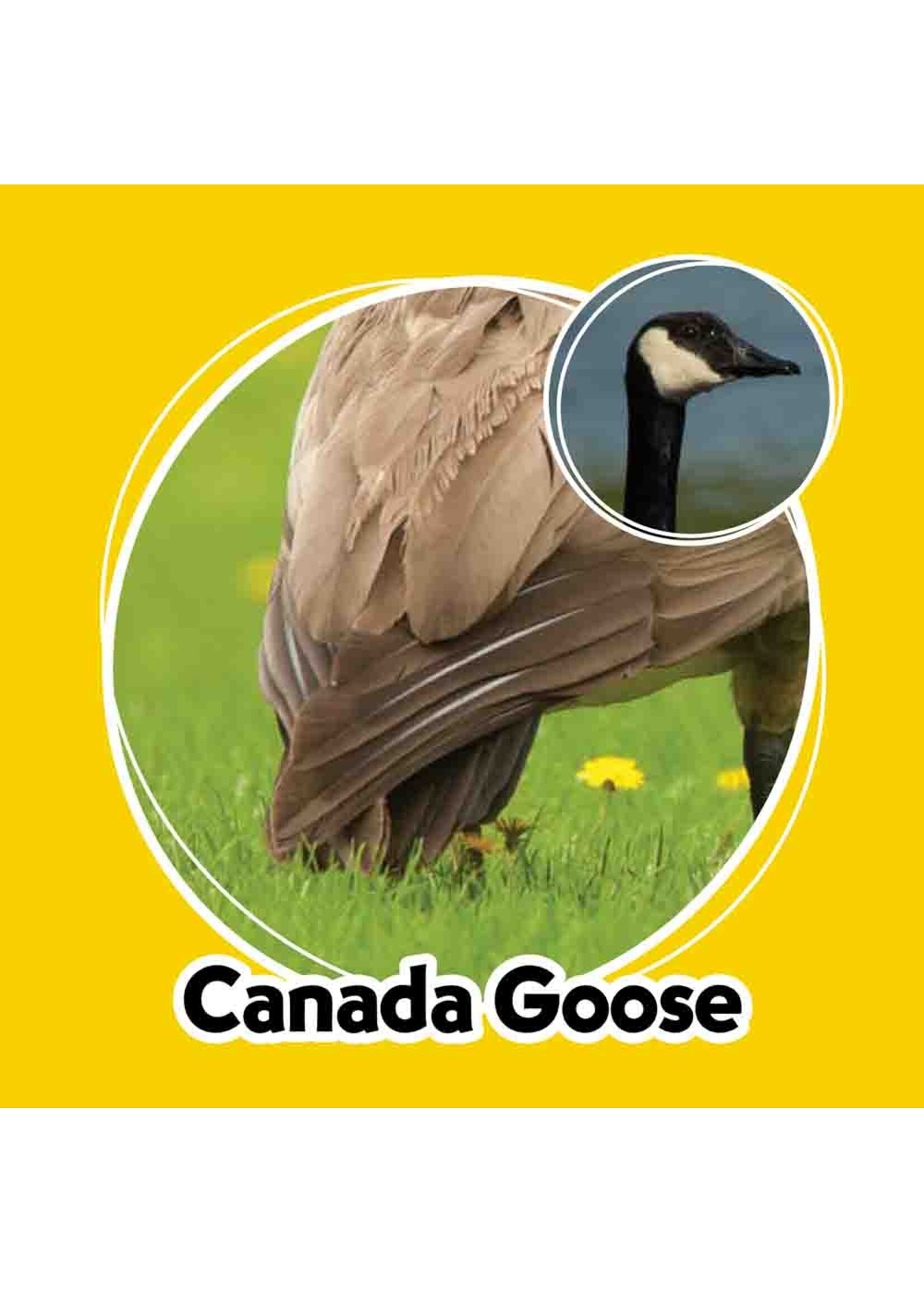 AdventureKeen Whose Butt Memory Game