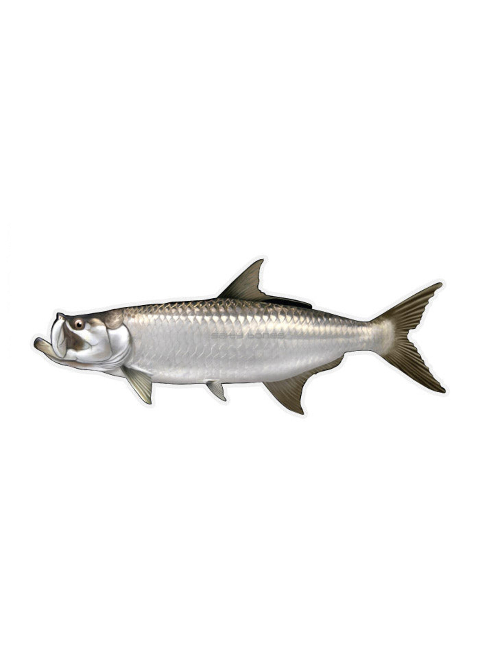 Salty Bones Tarpon Profile Fish Decal Sticker, 4.5″ x 15.75″
