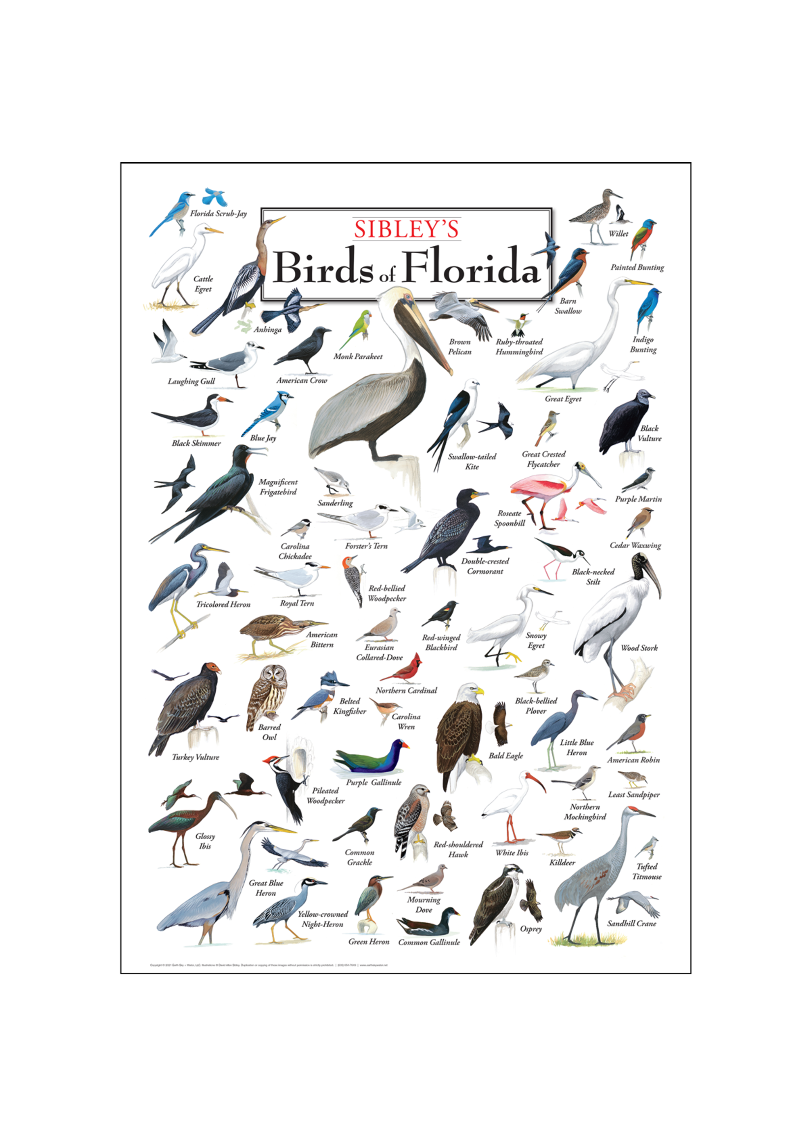 Earth Sky + Water POSTER Sibley's Birds of FL