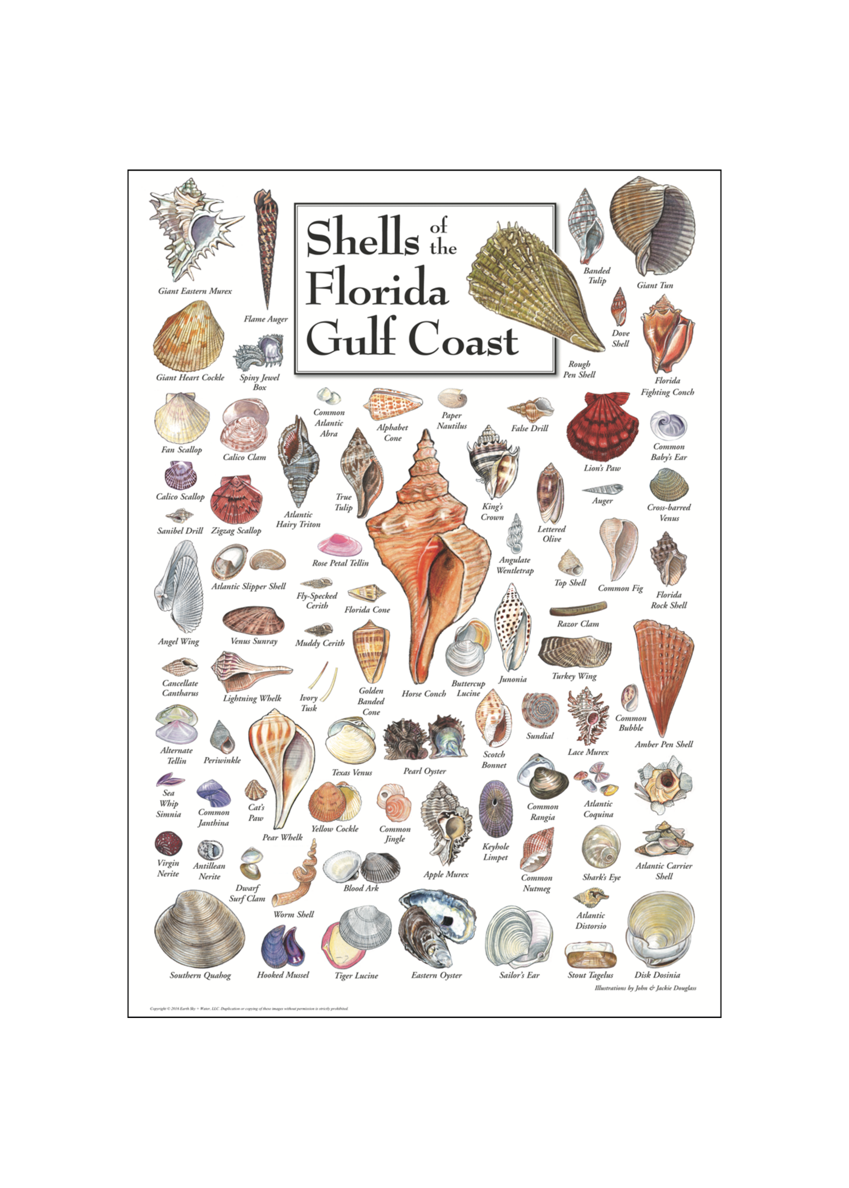 Earth Sky + Water POSTER Shells of FL Gulf Coast