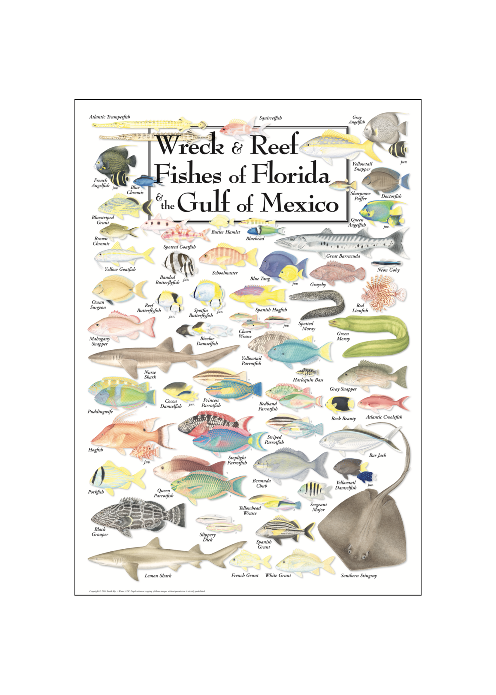 POSTER Wreck & Reef Fishes of FL & Gulf
