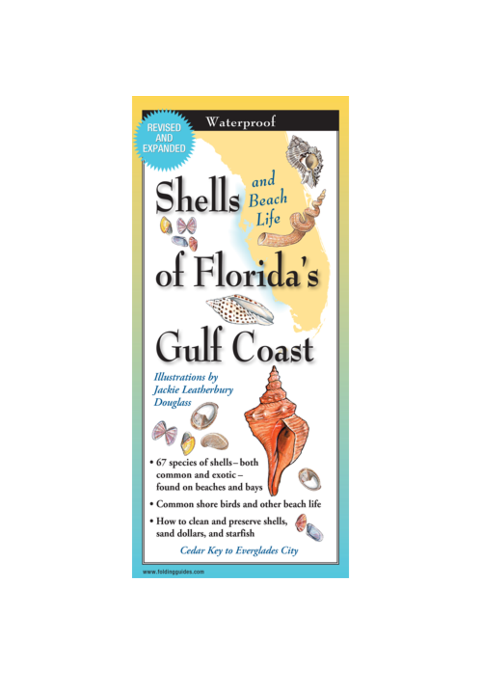 Shells of Florida's Gulf Coast