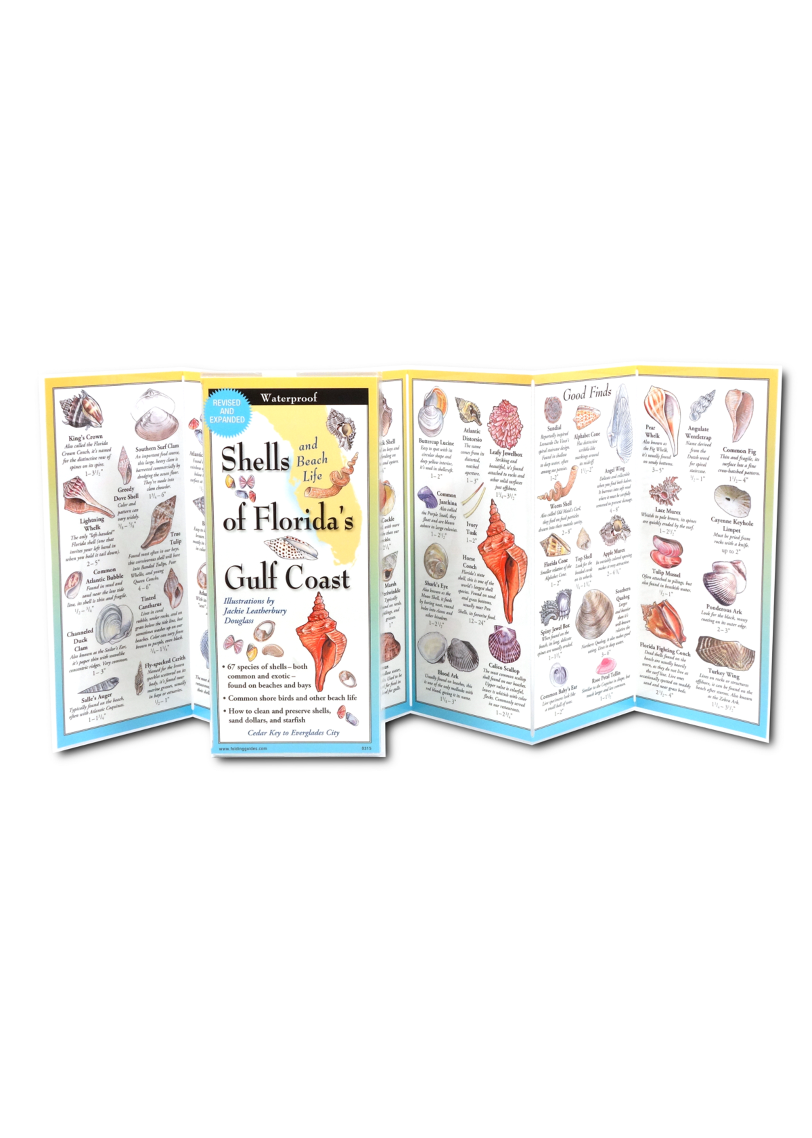 Earth Sky + Water Shells of Florida's Gulf Coast