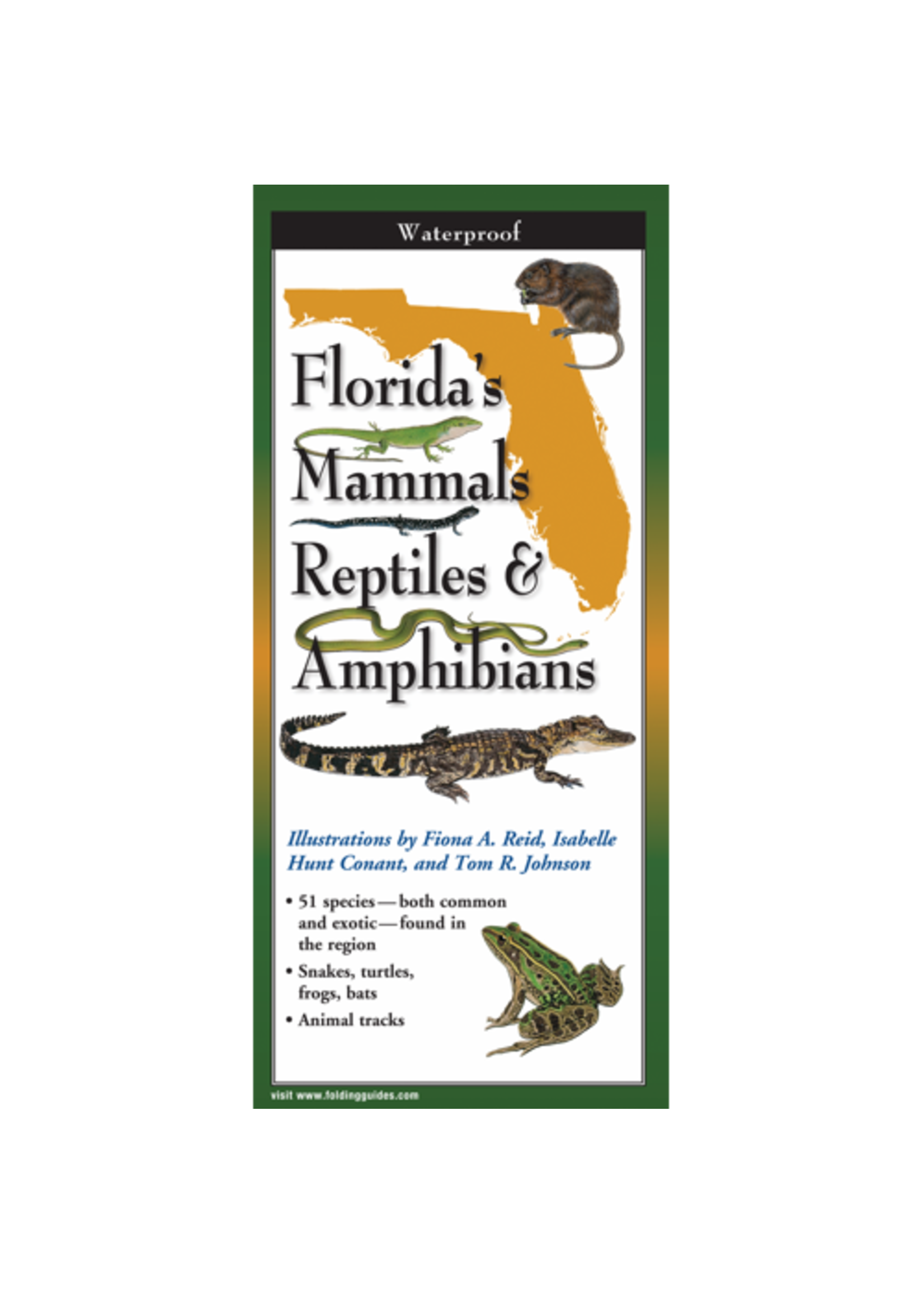 Florida's Mammals, Reptiles, & Amphibians