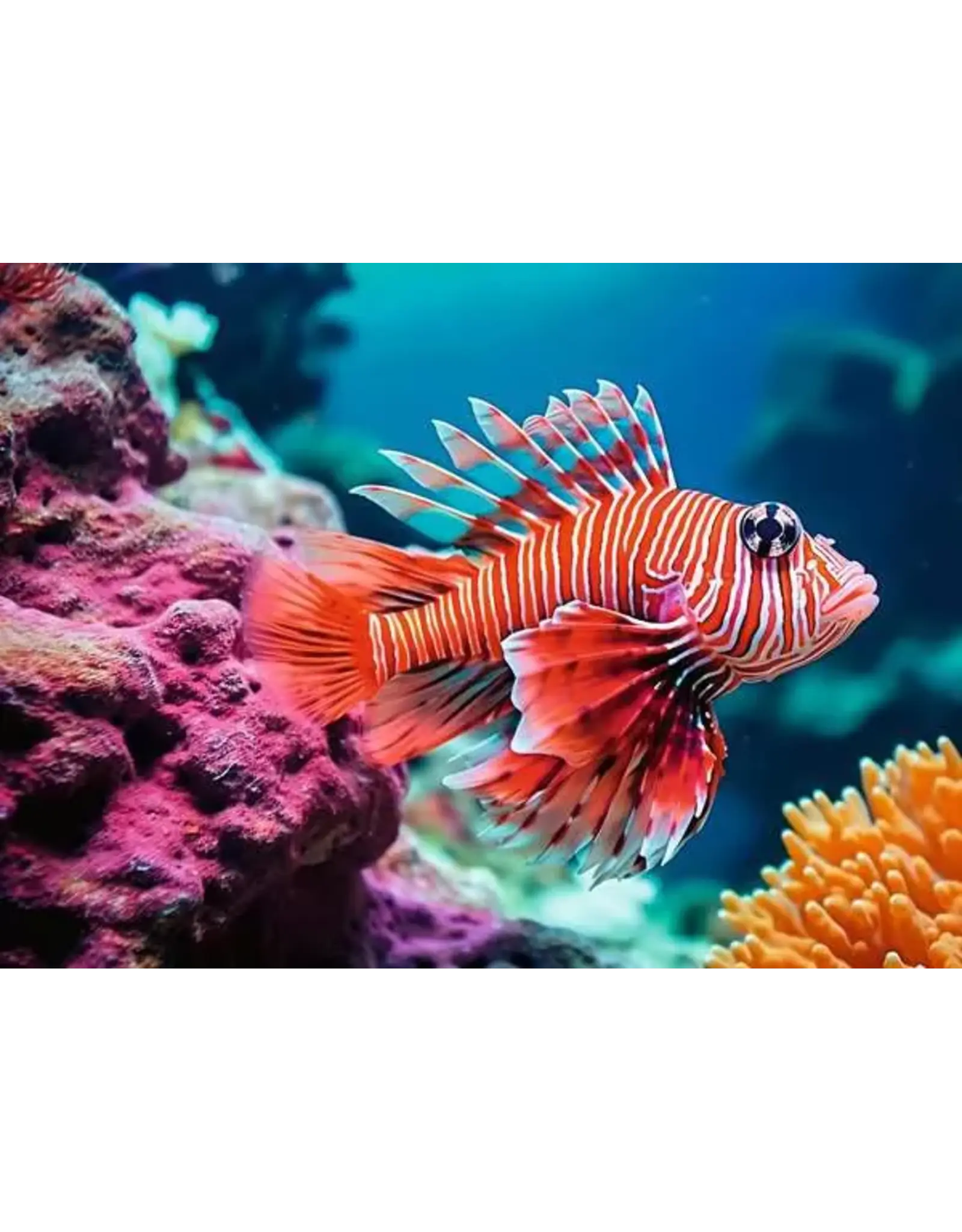 Ravensburger Red Lionfish 500 Pcs Puzzle