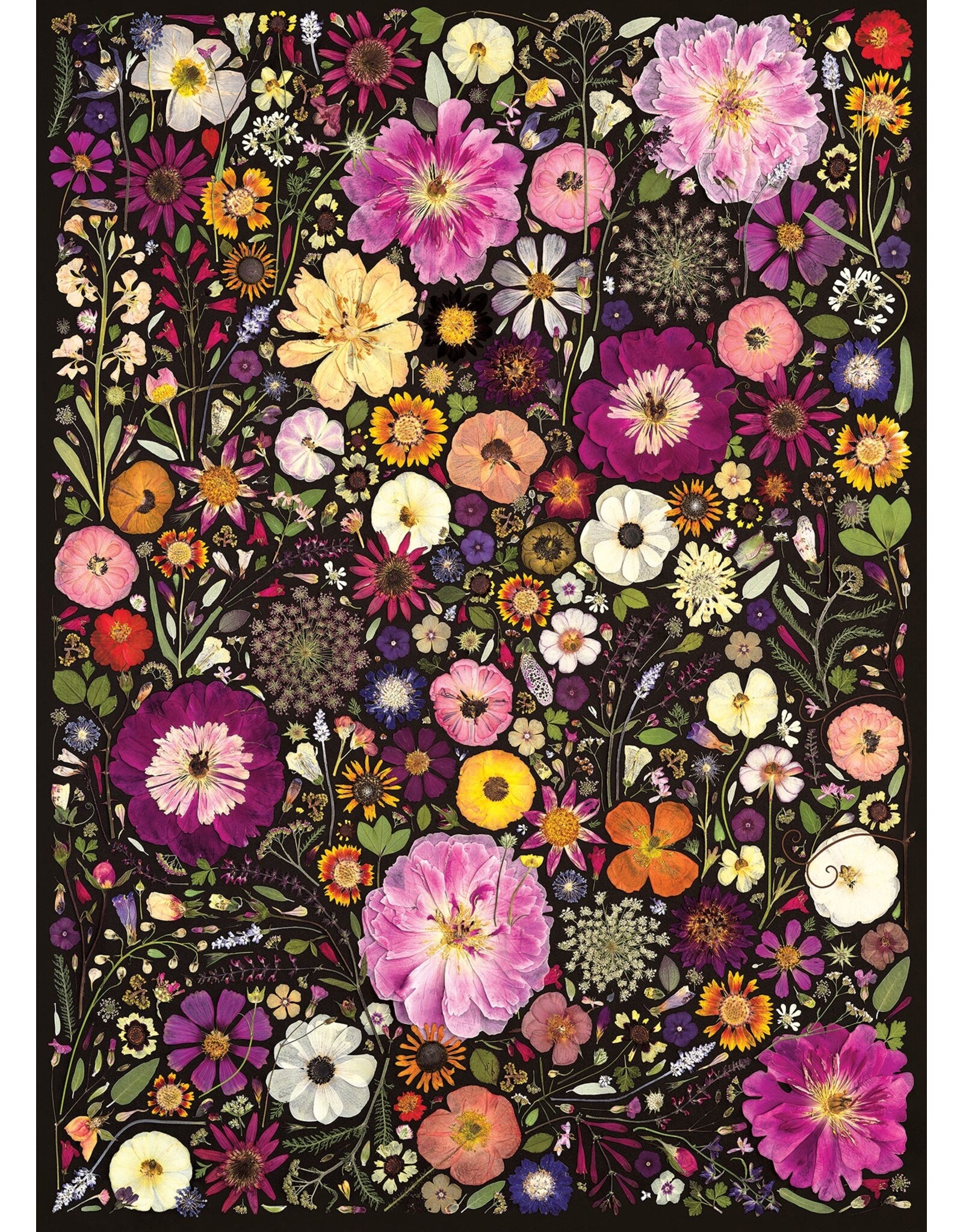 Cobble Hill Puzzles Flower Press: Little Hollow & Red Daisy | 500 Piece