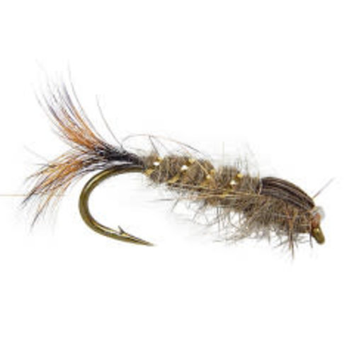 Gold Ribbed Hares Ear Wtd Gold Ribbed Hares Ear Wtd