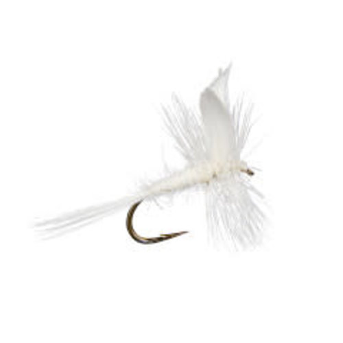 White Fly -Dusty's White Fly -Dusty's