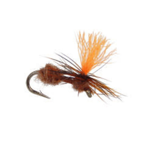 Para Ant-Cinnamon Hi-Viz Para Ant-Cinnamon Hi-Viz