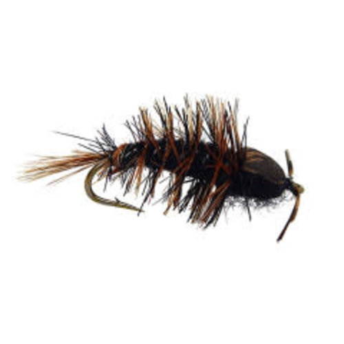 Woolly Hellgrammite Woolly Hellgrammite