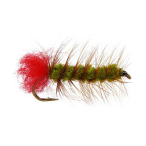 Woolly Worm Woolly Worm