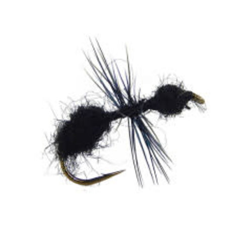 Ant Ant