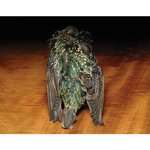 Hareline Hareline Starling Skins Hareline Hareline Starling Skins