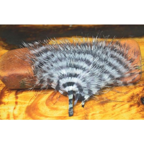 Montana Fly Company MFC Barred Marabou Blood Quill