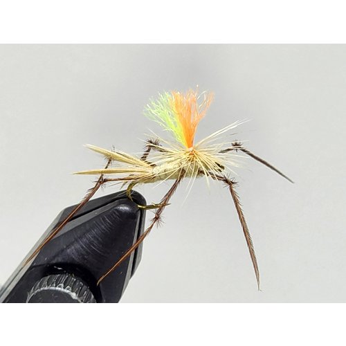 Holly Flies Adult Crane Fly Holly Flies Adult Crane Fly