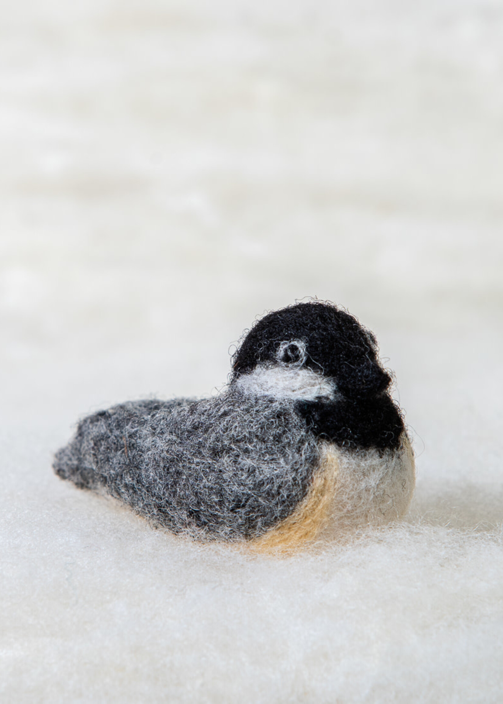 Spectacled Bear Conservation Spectacled Bear Chickadee