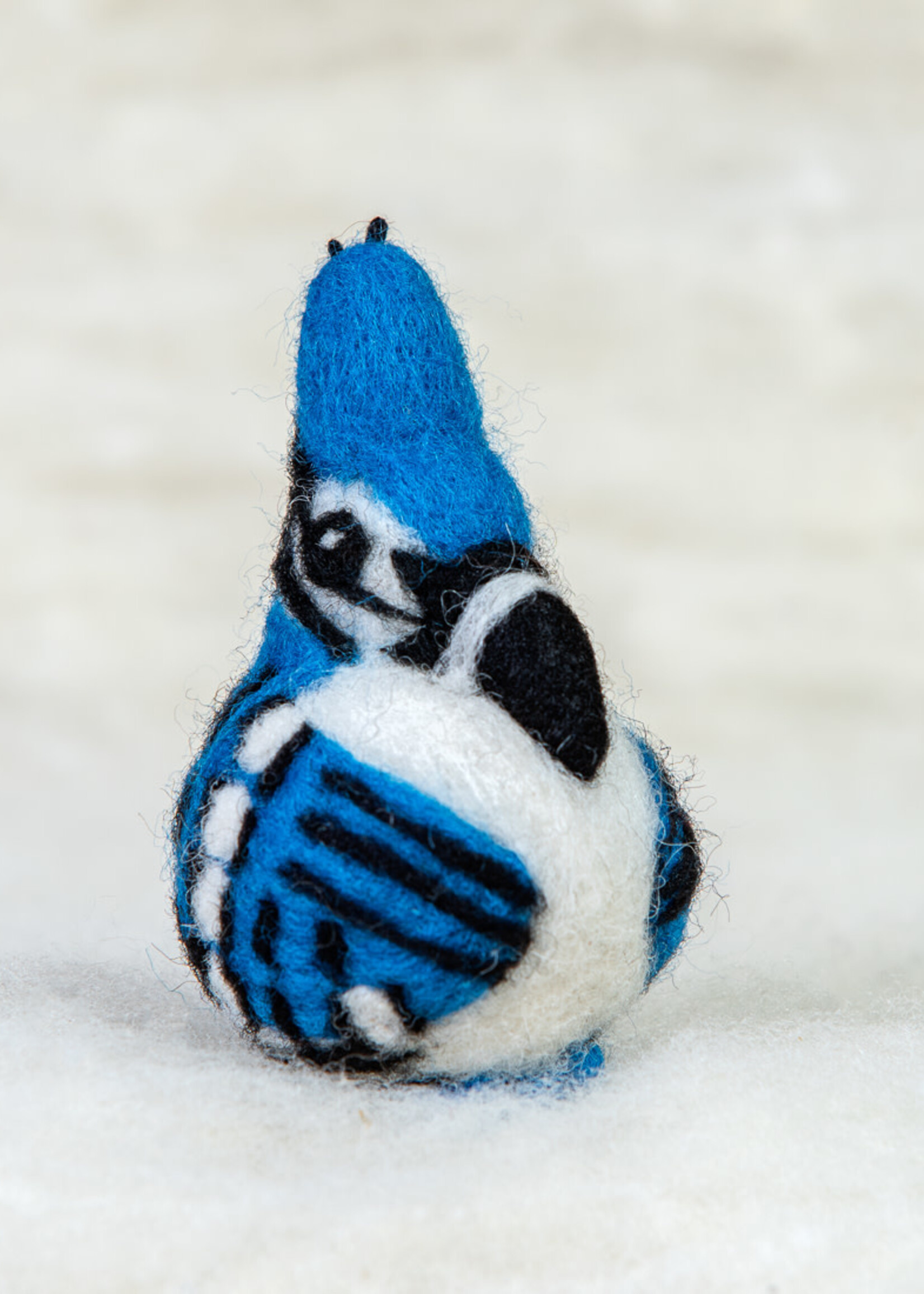 Spectacled Bear Conservation Spectacled Bear Blue Jay