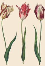 Annie Sloan Decoupage Paper - Dutch Tulips