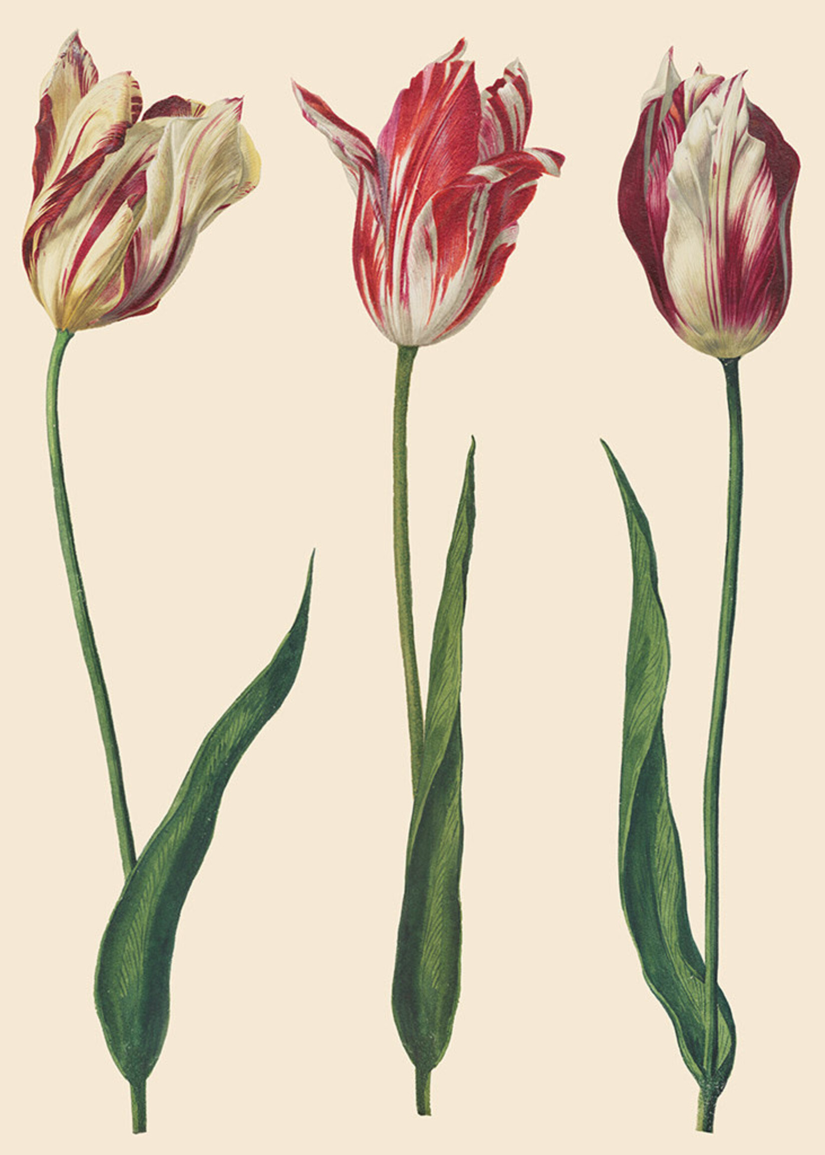 Annie Sloan Decoupage Paper - Dutch Tulips