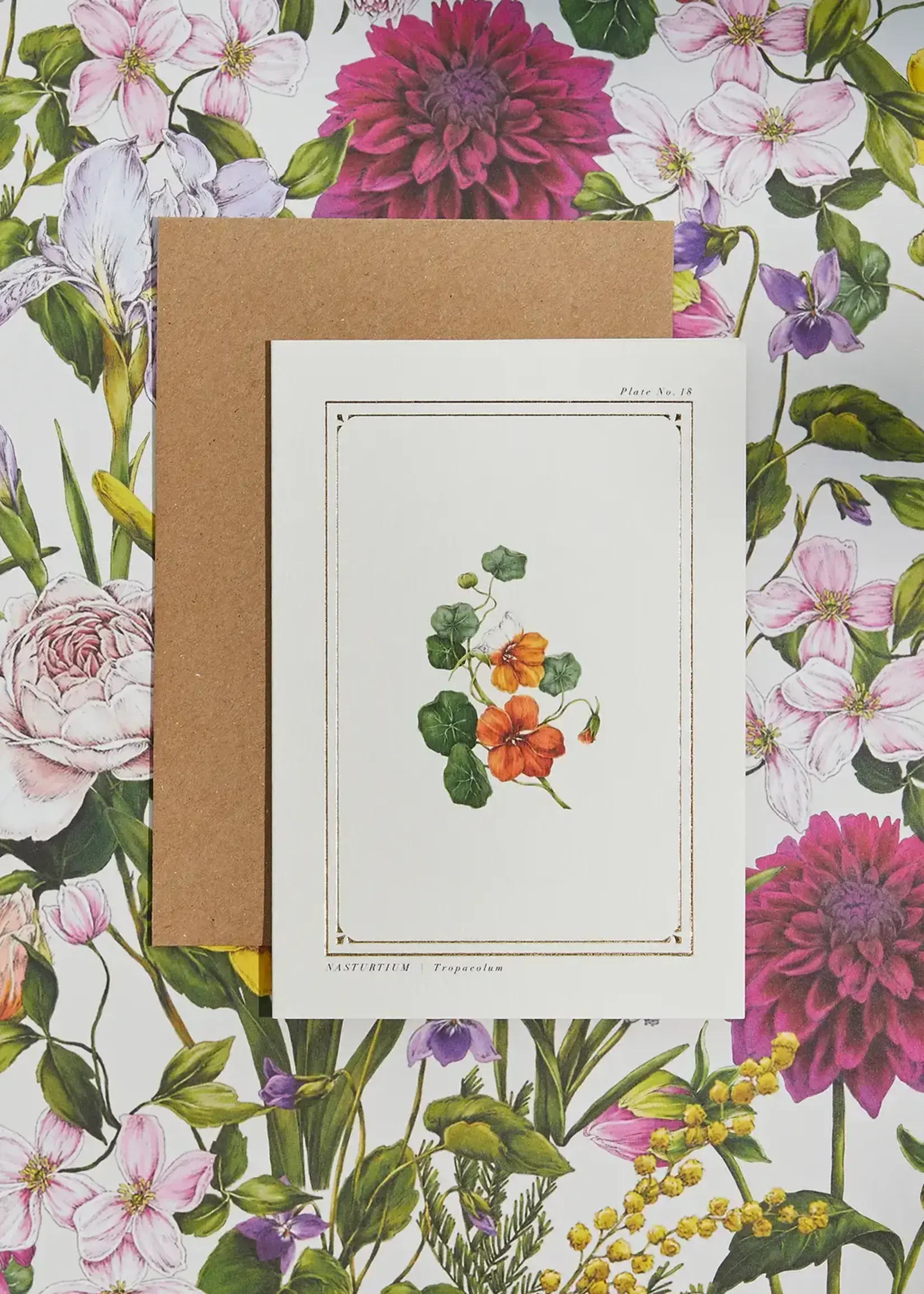 Catherine Lewis Design Catherine Lewis Design Nasturtium Card