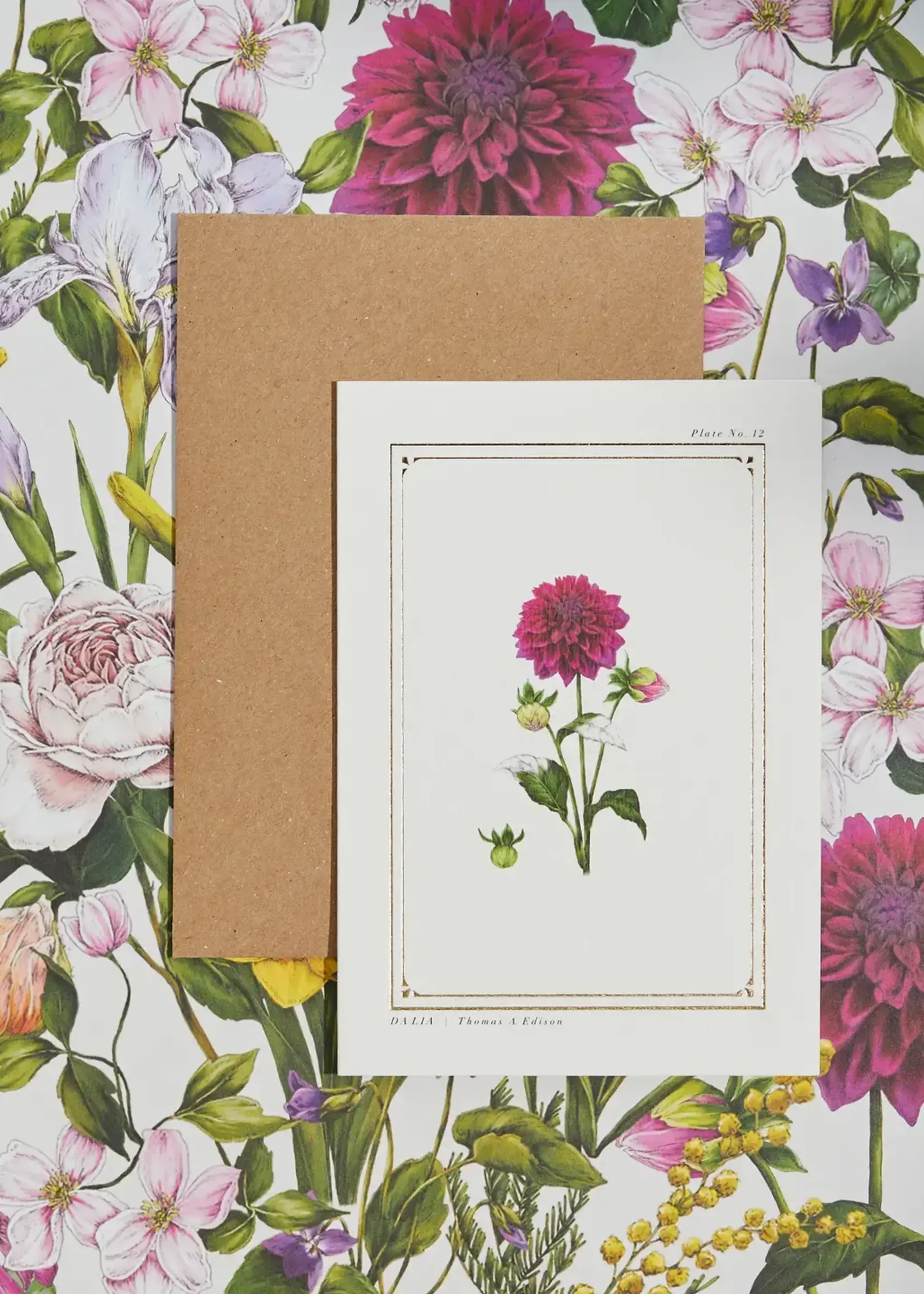 Catherine Lewis Design Catherine Lewis Design Dahlia Card