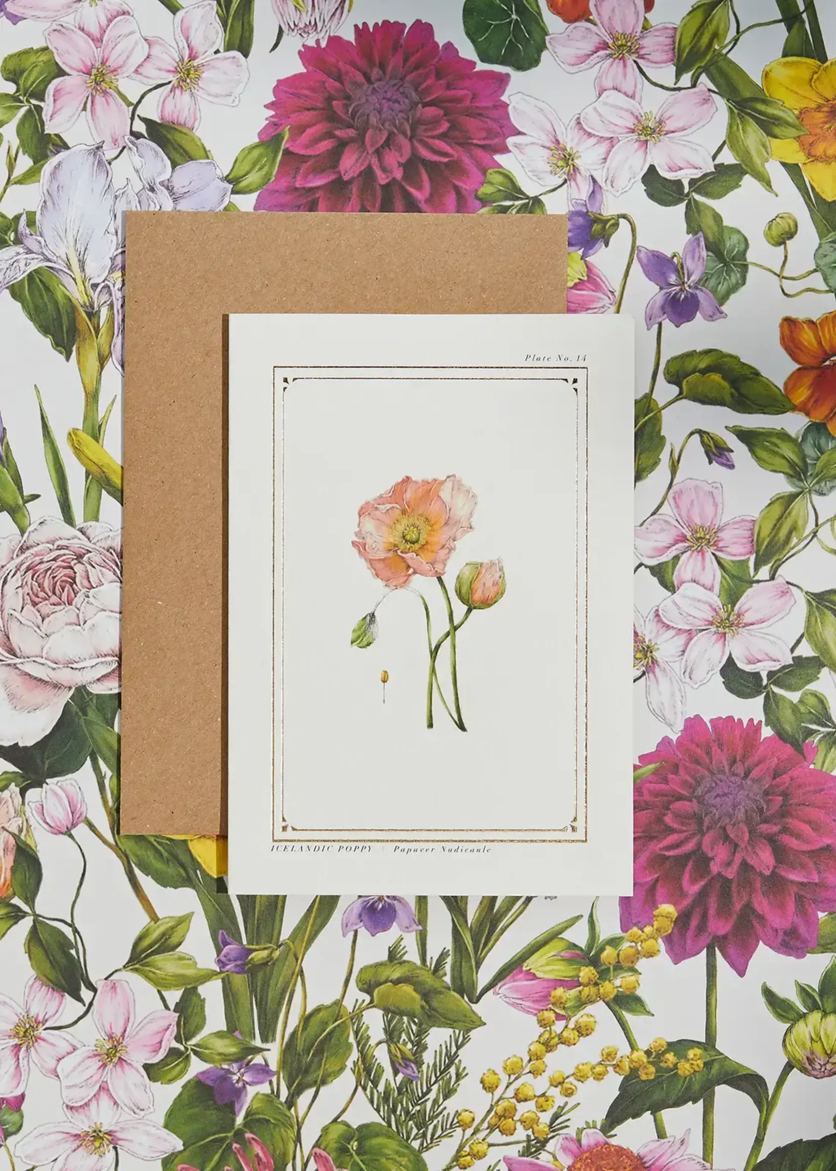 Catherine Lewis Design Catherine Lewis Design Icelandic Poppy Card