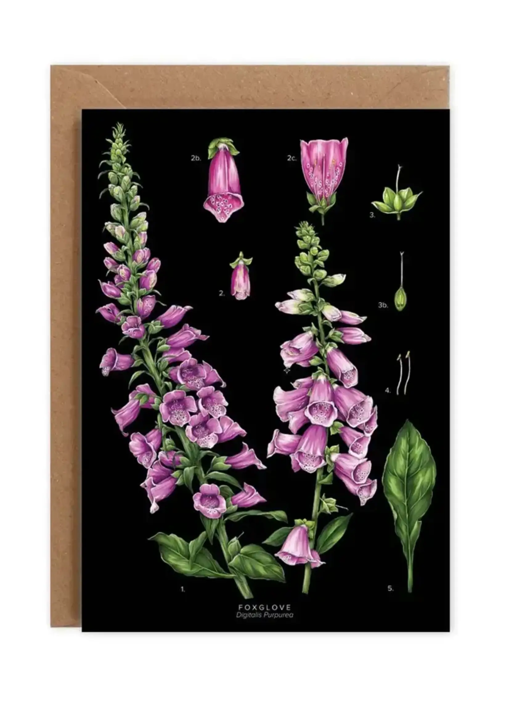 Catherine Lewis Design Catherine Lewis Design Black Foxglove Card