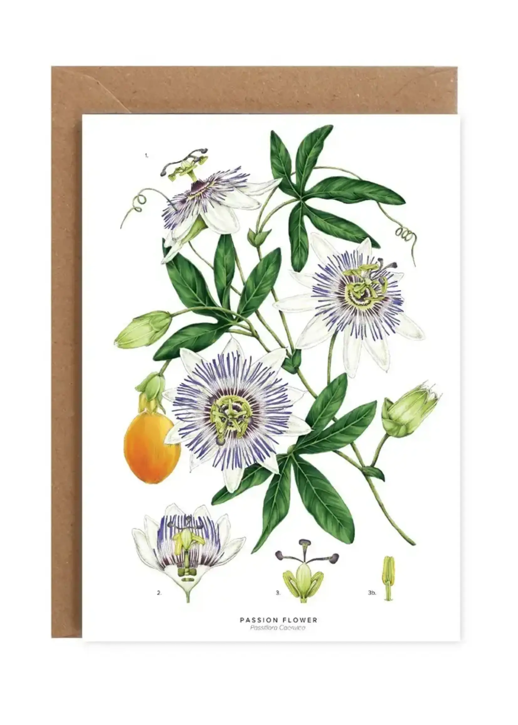 Catherine Lewis Design Catherine Lewis Design Passion Flower Card