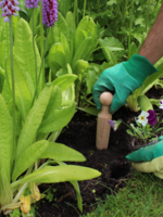 Wood mini Seed Dibbler