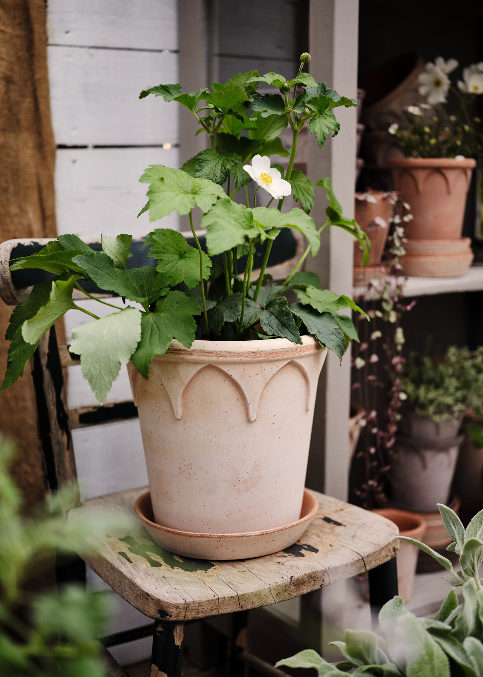 Bergs Potter Bergs Potter ELIZABETH, Raw Rosa 14cm