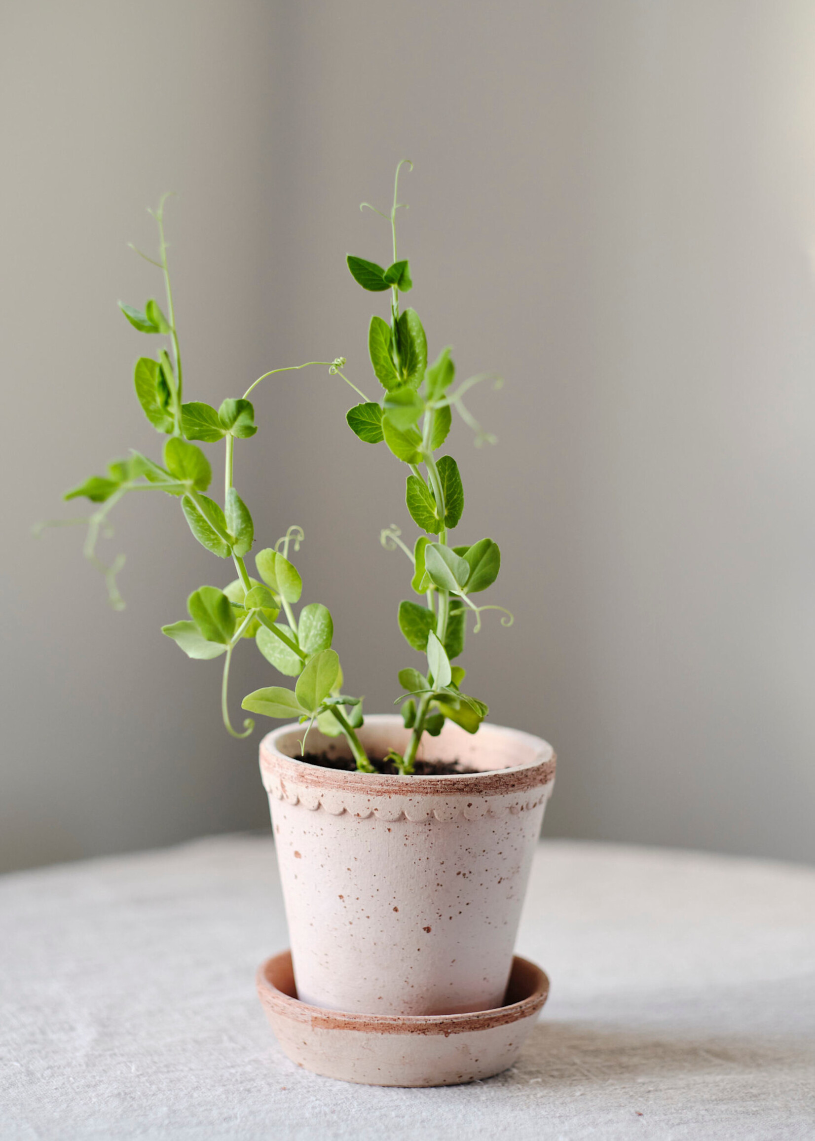 Bergs Potter Bergs Potter HELENA, Raw Rosa 14cm