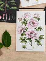 Catherine Lewis Design Catherine Lewis Design Tree Peony Card