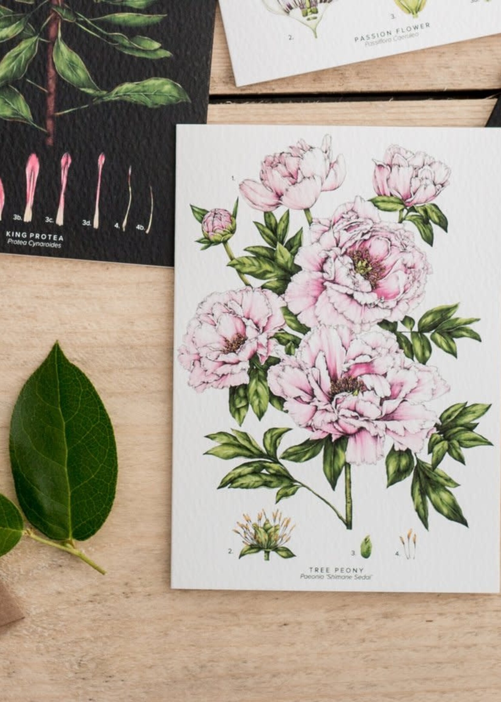 Catherine Lewis Design Catherine Lewis Design Tree Peony Card