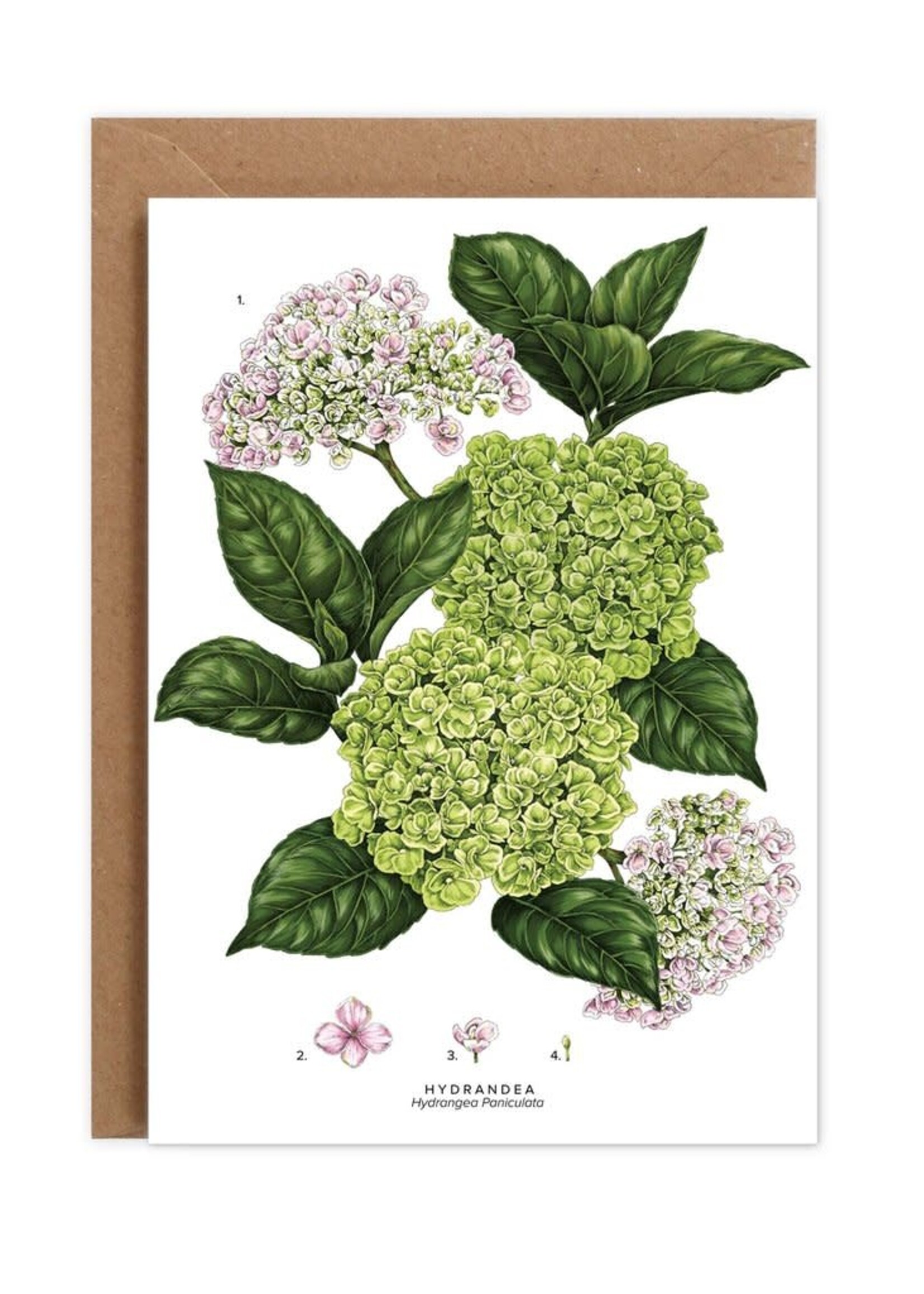 Catherine Lewis Design Catherine Lewis Design Hydrangea Card