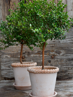 Bergs Potter Bergs Potter EMILIA, Raw Rosa 25cm