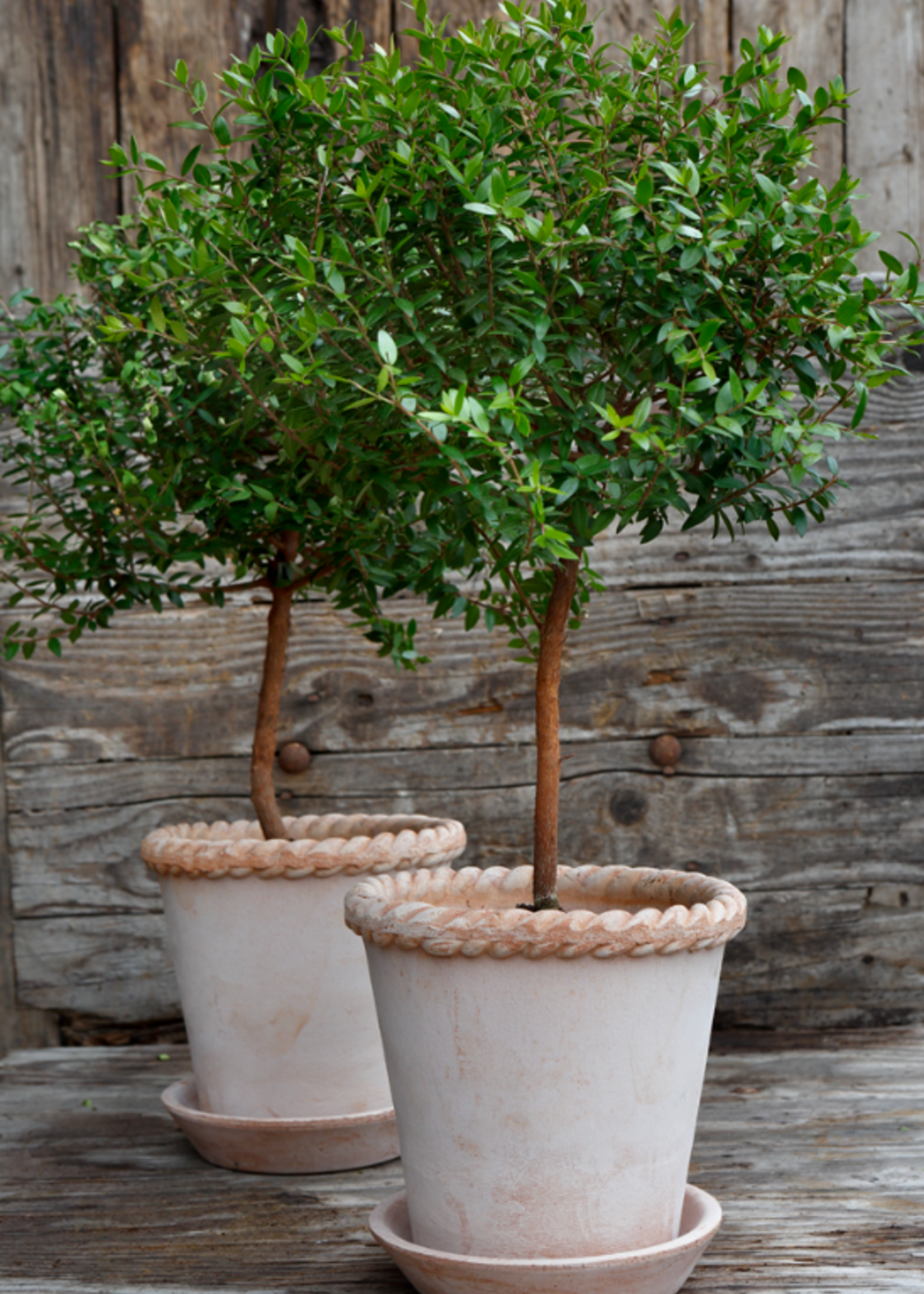 Bergs Potter Bergs Potter EMILIA, Raw Rosa 25cm