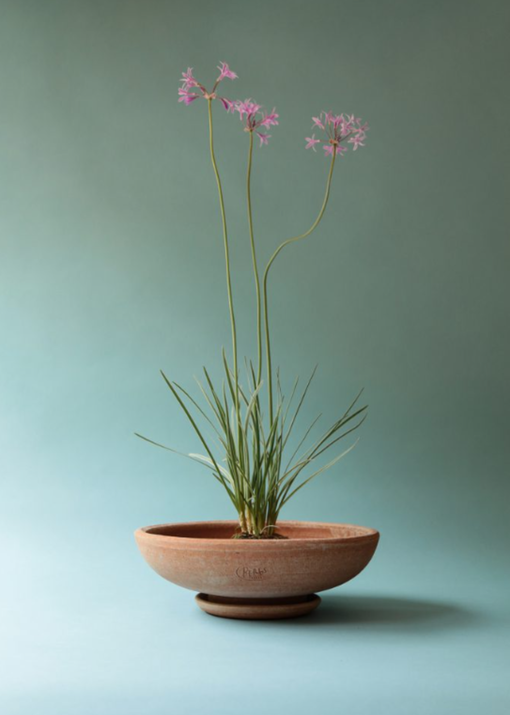 Bergs Potter Bergs Potter ADA, Raw Rosa 25cm