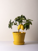 Bergs Potter Bergs Potter COPENHAGEN, Glazed Amber Yellow 18cm