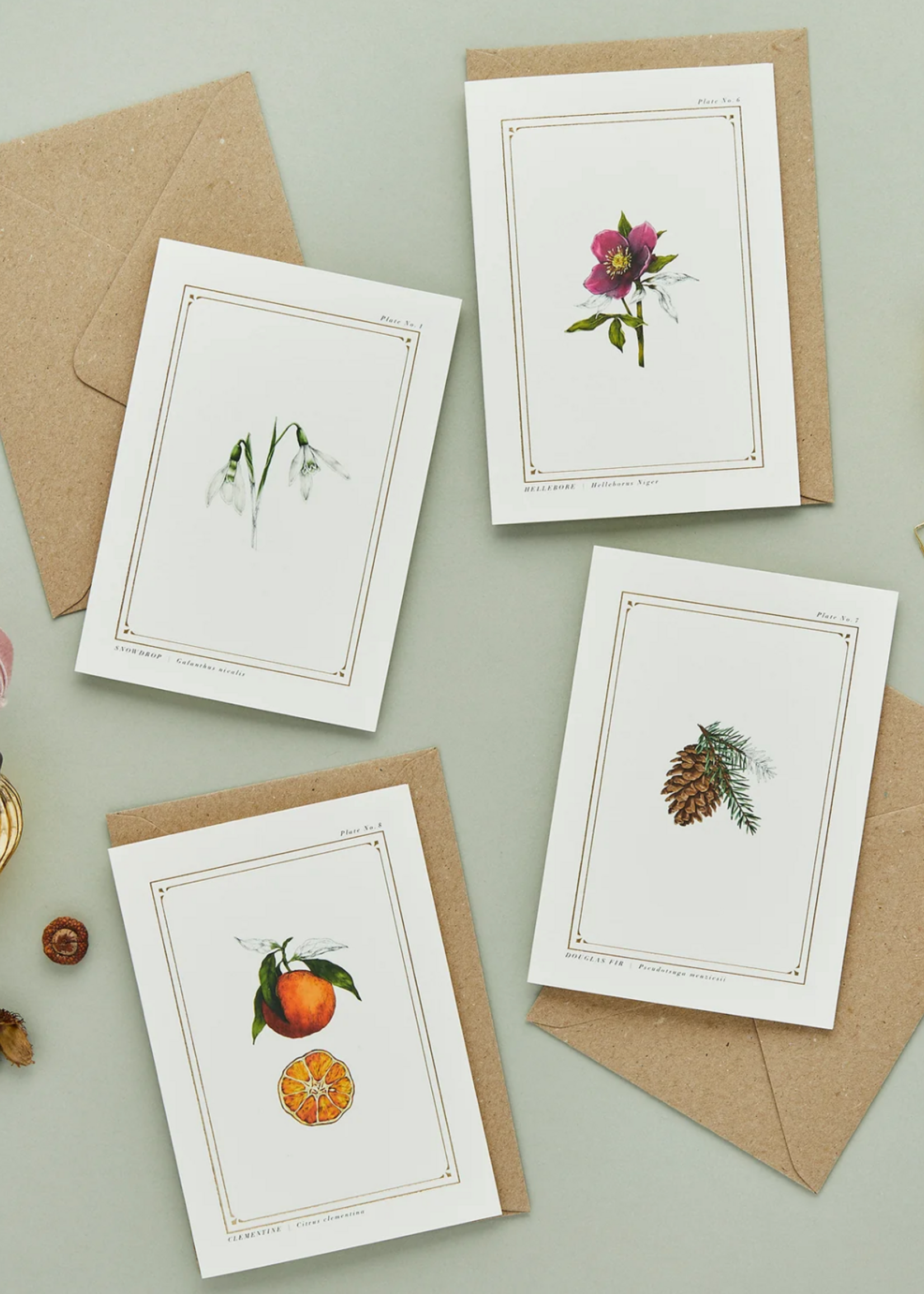 Catherine Lewis Design Catherine Lewis Design Hellebore Card